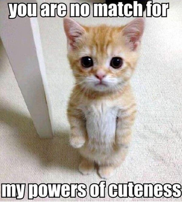 Photograph of a kitten standing on its hind legs, staring at the camera. Two rows of text overlay the photo. Top row: 'you are no match for'. Bottom row: 'my powers of cuteness'.